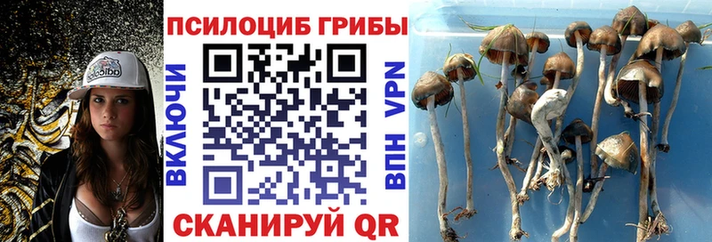 OMG как войти  Киржач  нарко площадка Telegram  наркотики  Псилоцибиновые грибы ЛСД 